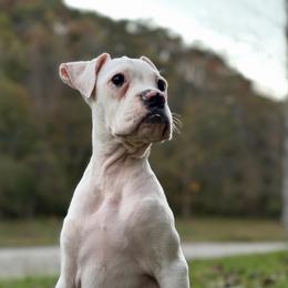 Girl 2 - White female Boxer puppy in Prestonsburg, Kentucky from Diamond Standard Boxers