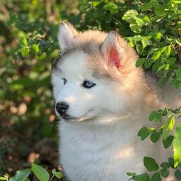 Pomsky and Siberian Husky Puppies from A-Dream Pomsky Kennel