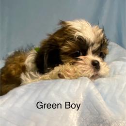 Green boy 3 - Black and tan male Shih Tzu puppy in Zeigler, Illinois from Dandy Little  Shih Tzu, Shih Poo's and Toy Poodles