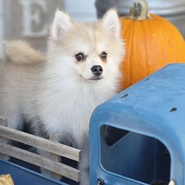 Otto SALE 3700 - Merle male Pomsky puppy in Christiana, Tennessee from Smoky Mountain Pomskies