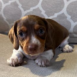 Buster - Chocolate and tan male Dachshund puppy in Joshua Tree, California from Desert Dreams Ranch