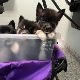 Hilo - Black and white male Pomsky puppy in Riverside, California from LittleLoyalzLLC