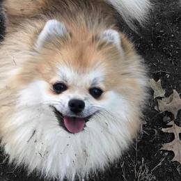 Peach - Pomsky