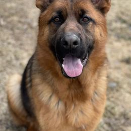 German Shepherds from Endless Mountains German Shepherds