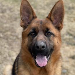 German Shepherds from Endless Mountains German Shepherds