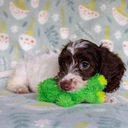 Fern - Chocolate female Dachshund puppy in Maynardville, Tennessee from Grecian Kennel