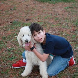 Poodle Puppies from Country Road Homestead