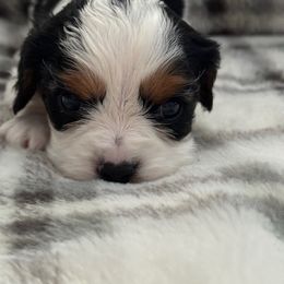 Cavalier King Charles Spaniel Puppies from Donavan Rogers