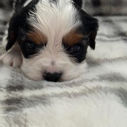 Cavalier King Charles Spaniel Puppies from Donavan Rogers