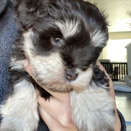 Miniature Schnauzer Puppies from Mountain Point Schnauzers