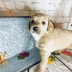 Double Doodle Puppies from North Texas Golden Mountain Doodles