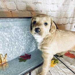 Double Doodle Puppies from North Texas Golden Mountain Doodles