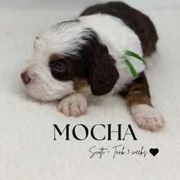 Mocha - Tri-color male Bernedoodle puppy in Syracuse, Utah from Redrockbernedoodles