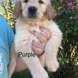 Purple - Dark golden female Golden Retriever puppy in Jesup, Georgia from Painted Platinum Retrievers (Painted Platinum Kennel) PPK