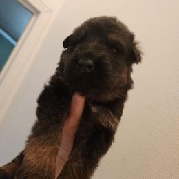 Green Boy - Black and red male German Shepherd puppy in Longview, Washington from Bunkerhill Shepherds