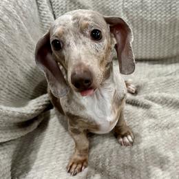 Arya - Dachshund