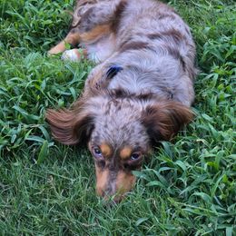 Leo - Dachshund