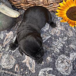 Yellow Collar - Black male Labrador Retriever puppy in Longview, Washington from Northwest Cairn Terriers