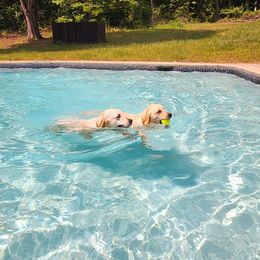 Golden Retriever All Grown Up from Tamarind Goldens