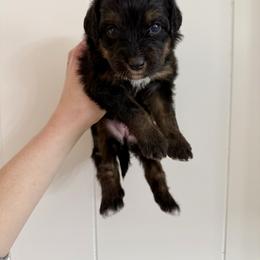 Mystery - Black phantom female Aussiedoodle puppy in Heber City, Utah from Junipersdoodles