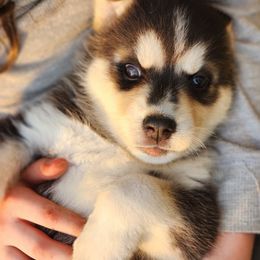 Labrador Retriever and Siberian Husky Puppies from Thornbury Kennel