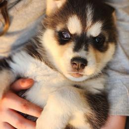 Labrador Retriever and Siberian Husky Puppies from Thornbury Kennel