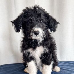 Gravatron - Black and white male Aussiedoodle puppy in Shiocton, Wisconsin from White Star Acres