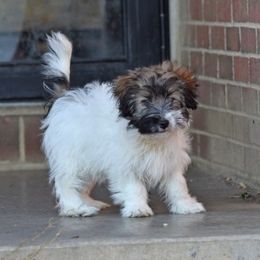 Nutmeg Boy 4 - White and tan male Russell Terrier puppy in Middletown, Virginia from DBF Russell Terriers