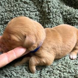 Mav (blue boy) - Dark golden male Golden Retriever puppy in Stigler, Oklahoma from Red MAX Golden Retrievers