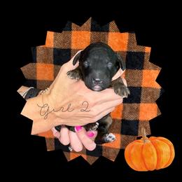 Girl 2 - Tri-color female Bernedoodle puppy in Paradise, Texas from Diamond Z Poodles & Doodles