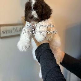 Dark purple - Parti female Poodle puppy in Shelby, Alabama from New Life Family Farm