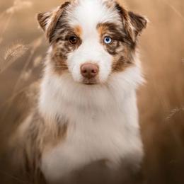 Sunny - Miniature American Shepherd