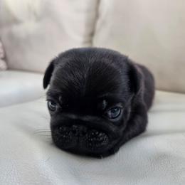Black male 1 - Black male Pug puppy in Jacksonville, North Carolina from Coliseum de Cassiope