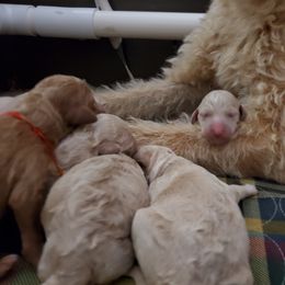 Irish Doodle and Labradoodle Puppies from Bipsi's Doodles
