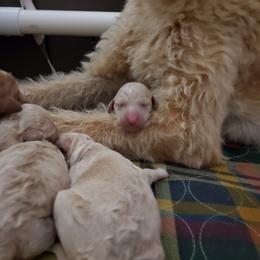 Irish Doodle and Labradoodle Puppies from Bipsi's Doodles