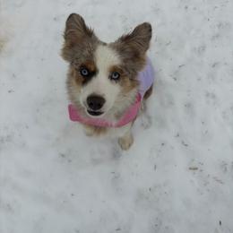 Miniature Australian Shepherd puppies from F & T Aussies