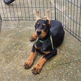 Green Collar - Black and rust male Doberman Pinscher puppy in Hollyberry, Georgia from Jeti Dobermans