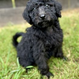 Kimber F - Black female Labradoodle puppy in Kingston, Georgia from CC Familydoodles