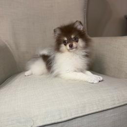 Coco - Chocolate parti male Pomeranian puppy in Phoenix, Arizona from Luxpomz