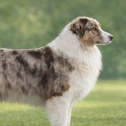 RACHEL - Australian Shepherd