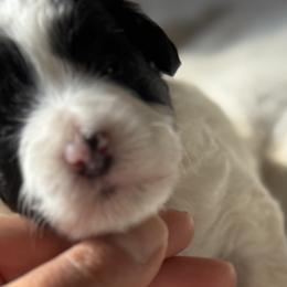 Bernedoodles, Cavapoos, Goldendoodles, Miniature Schnauzers, and Poodles from Alyssa Xxweetdoodles