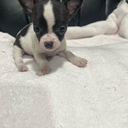 CKC reg. Male 2 - Black and white male Chihuahua puppy in Logan, Ohio from Hocking Hills Chihuahua’s