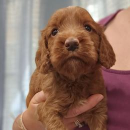 Blue Collar Male - Red male Cockapoo puppy in Mocksville, North Carolina from Hunting Creek Farms