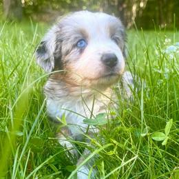 Girl 1 - Blue merle female Miniature Australian Shepherd puppy in Turner, Maine from Bear Pond Aussies / Leonbergers of Maine