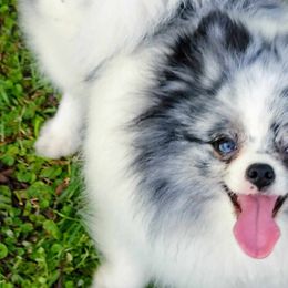 Hazey - Pomeranian