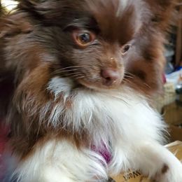 Pixie - Pomeranian