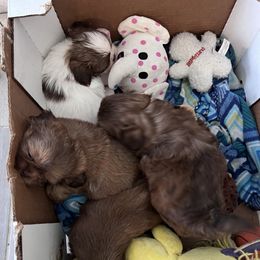 Shih Tzu Puppies from Whispering Winds Charmed Hollow