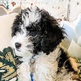 Bernedoodles, Cavapoos, Goldendoodles, Poodles, and Sheepadoodles from Sunflower Doodles