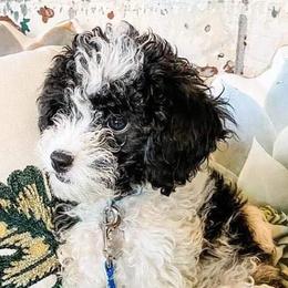 Bernedoodles, Cavapoos, Goldendoodles, Poodles, and Sheepadoodles from Sunflower Doodles