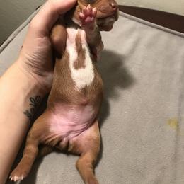 Dachshund Puppies from Hursh’s Hounds